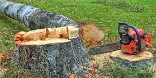 Trusted Webster, TX Tree Services Experts