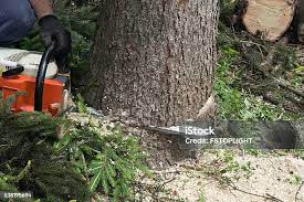 Best Fruit Tree Pruning  in Webster, TX