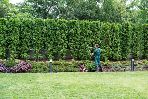 Best Pest Control for Lawns  in Webster, TX