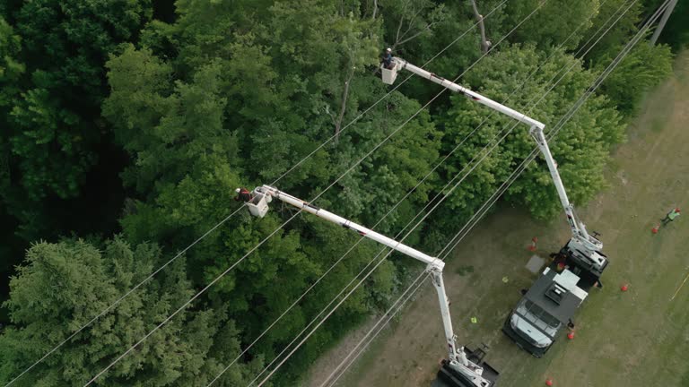 Best Hazardous Tree Removal  in Webster, TX