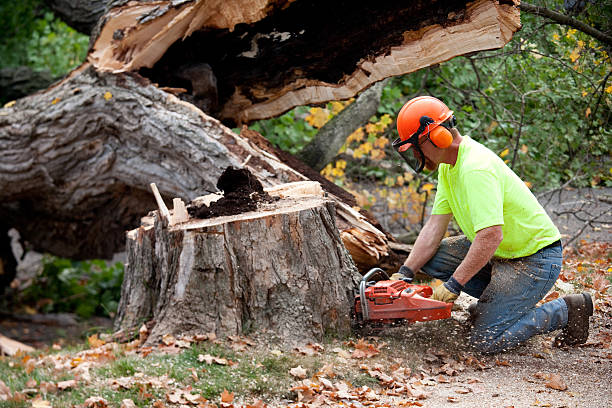 Best Tree Mulching  in Webster, TX