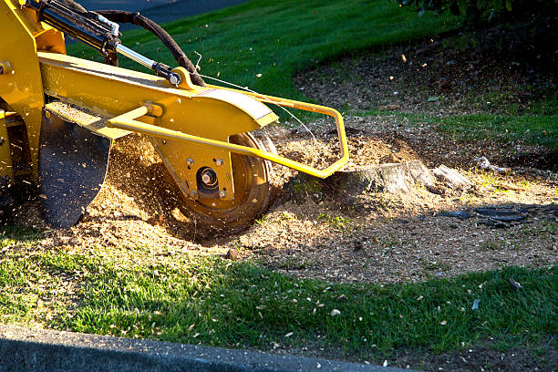 How Our Tree Care Process Works  in  Webster, TX