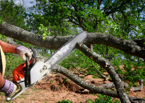 Best Tree Trimming and Pruning  in Webster, TX